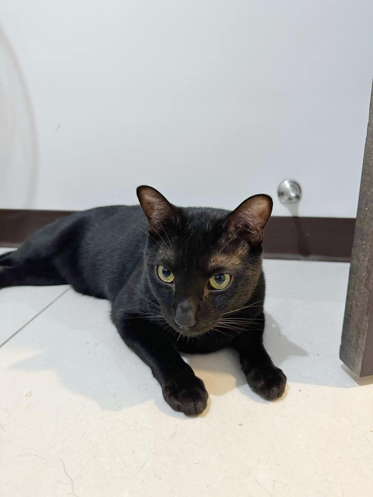 393646737 746389684167259 2262046532204261785 N